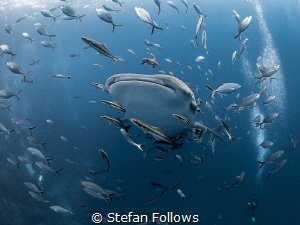 Make Room

Whale Shark - Rhincodon typus

Sail Rock, ... by Stefan Follows 